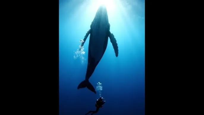 老富二代APP还能下载吗 - 深蓝星球：探索海洋深处的未知世界